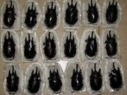 Megasona Sleeperi Megasoma Acteon Goliathus