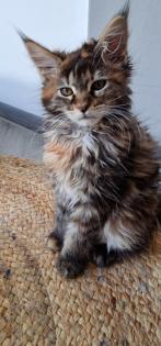 Maine Coon Kitten / Coonies /Kitten