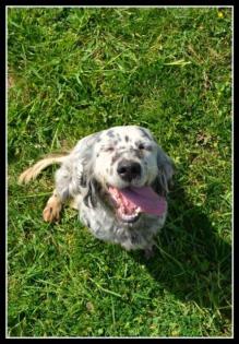 Gemma English Setter Mix Das Halsband war so eng dass es bei jeder Bewegung