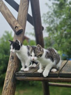 Katzenbabys Babykatzen Kätzchen Kitten Kater