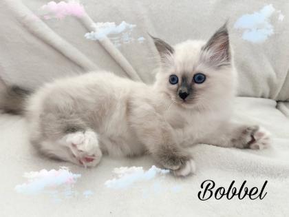 Heilige Birma Kitten / unsere zuckersüßen Wölkchen