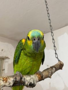 Gebe noch junge Blaustirn Amazonen ab