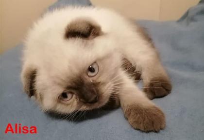 BKH Schottische / Britische / Kitten / Kätzchen