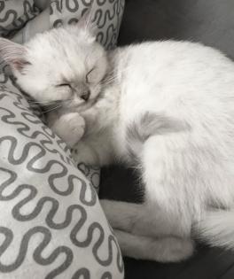 Verschmustes BKH Baby Mädchen Farbe Tabby Silver shaded