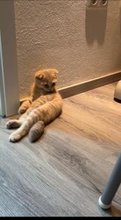 BKH Mix Kitten männlich 3 Monate alt