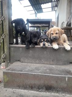 Verkaufe Süße Hunde