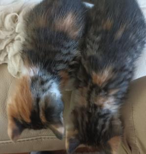 Glückskätzchen Kleine Kätzchen Kitten