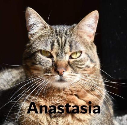 Anastasia süsse Katzendame