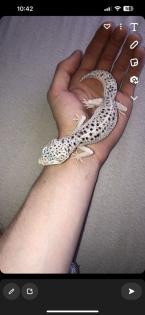 Leopardgeckos zur Abgabe