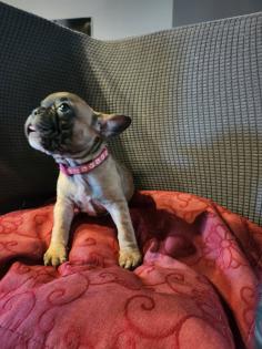 Französische Bulldoggen Baby s