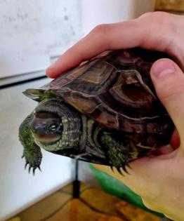Chinesische Dreikielschildkröte