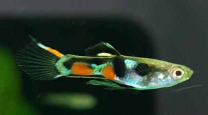 Endler Guppy Gruppe abzugeben nur noch bis 14. 07.
