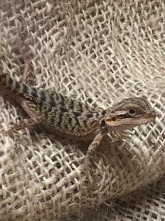Bartagame Babys Schlupf 2023