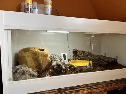 Königspython inkl. Kunsstoffterrarium