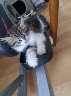 Norwegische Mix Kitten