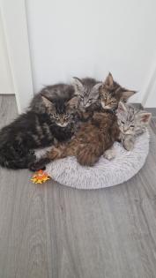 Maine Coon Kitten / Coonies /Kitten