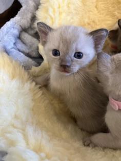 Reinrassige Burma Kitten