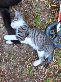 Katzenbaby/Kitten/ Katzenbabys
