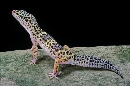 Zwergbartagame Leopardgecko