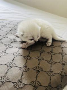 Bkh Blue Point Scottish fold