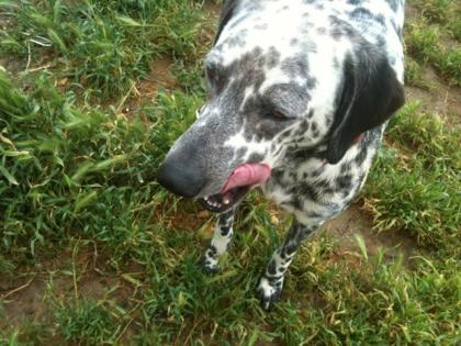 CHICCO sucht dringend SEINE/N Mensch/en