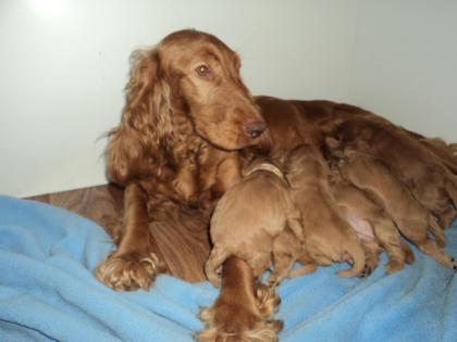 Cocker spaniel welpen