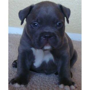 Super schöne Red Nose Pitbull Welpen