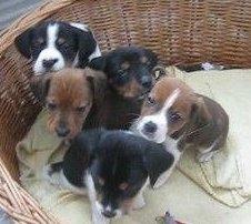 1 supersüßer Beagle/Jack Russel Mix Welpe