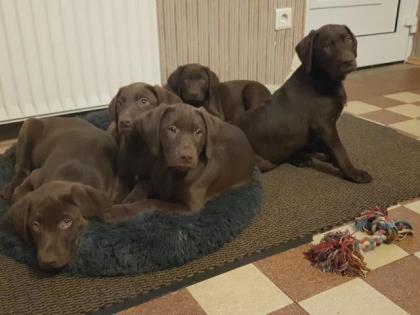 Labrador Mix Welpe