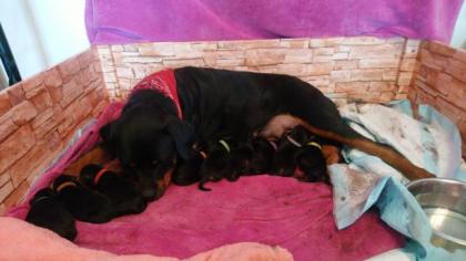 Süße reinrassige rottweiler Welpen vom Bayrischen Löwen