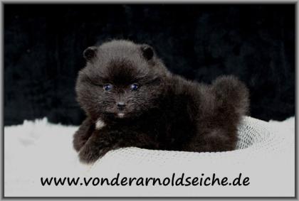 Pomeranianhündinwelpe schwarz