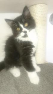 Norweger Kater 12 wochen alt sucht ein schönes zuhause