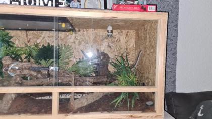 Köpy zu verkaufen mit 170Euro oder ohne 25Euro Terrarium.