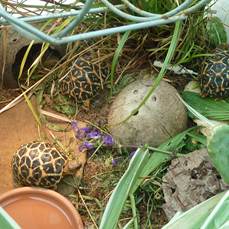 Sternschildkröten NZ 2022