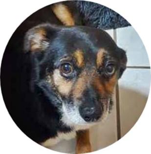 KAZIMIR - 30 cm - CHIHUAHUA MIX IN NOT IN DEUTSCHLAND aus dem Tierschutz