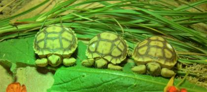 Sulcata Spornschildkröte Nachzucht 2022
