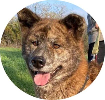 VACAK - 58 cm - AKITA MIX IN NOT aus dem Tierschutz