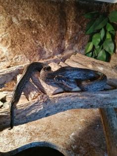Boa constrictor imperator