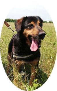 BERNI - 50 cm - HUNDEOPA IN NOT aus dem Tierschutz