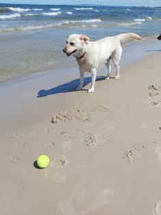 Rubrik Hunde - Deckanzeigen