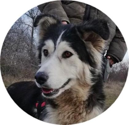 SZER NA - 60 cm - HUSKY-MIX SUCHT FAMILIE aus dem Tierschutz