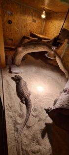 Steppenwaran 0. 1 Varanus Exanthematicus gesucht