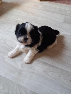 1 Shih Tzu Rüde schwarz-weiss ist noch frei