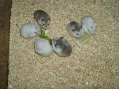 Roborowski Zwerghamster in tollen Farben Hamster 1 Monat alt