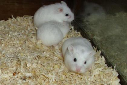 Weiße Zwerghamster abzugeben junge Hamster