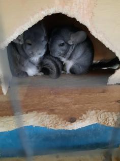 3 Chinchilla Männchen Vater mit 2 Söhnen suchen ein liebesvolles neues Zuhause