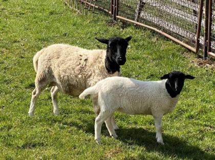 Dorper Schaf mit Lamm weiblich