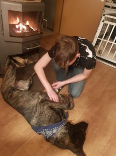 X Herder Hündin sucht perfektes zu Hause