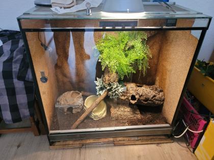 Königspyton Pastel inkl Terrarium und Zubehör