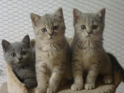Reinrassige süße Britisch-Kurzhaar Kitten und junge Katzen warten auf Dich